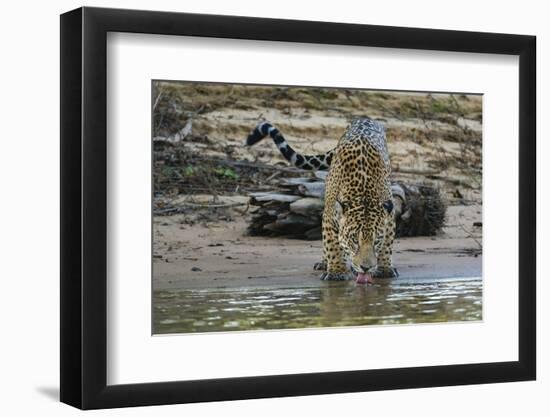 Jaguar (Panthera onca) male drinking, Cuiaba River, Pantanal, Brazil-Jeff Foott-Framed Photographic Print