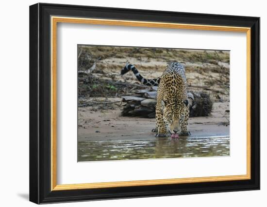 Jaguar (Panthera onca) male drinking, Cuiaba River, Pantanal, Brazil-Jeff Foott-Framed Photographic Print