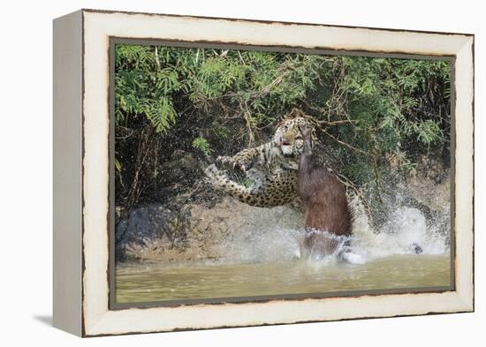 Jaguar (Panthera onca) male, hunting Capybara, Cuiaba River, Pantanal, Brazil-Jeff Foott-Framed Premier Image Canvas