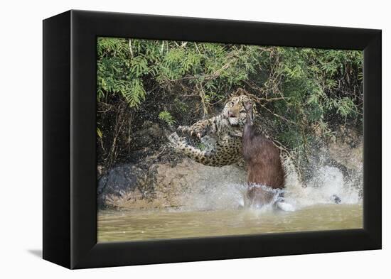 Jaguar (Panthera onca) male, hunting Capybara, Cuiaba River, Pantanal, Brazil-Jeff Foott-Framed Premier Image Canvas