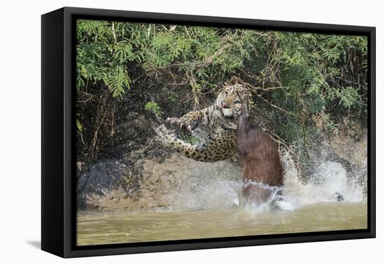 Jaguar (Panthera onca) male, hunting Capybara, Cuiaba River, Pantanal, Brazil-Jeff Foott-Framed Premier Image Canvas