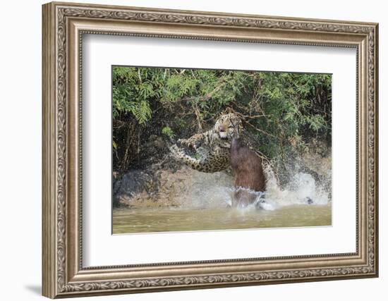 Jaguar (Panthera onca) male, hunting Capybara, Cuiaba River, Pantanal, Brazil-Jeff Foott-Framed Photographic Print