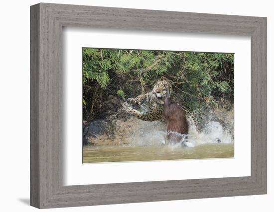 Jaguar (Panthera onca) male, hunting Capybara, Cuiaba River, Pantanal, Brazil-Jeff Foott-Framed Photographic Print