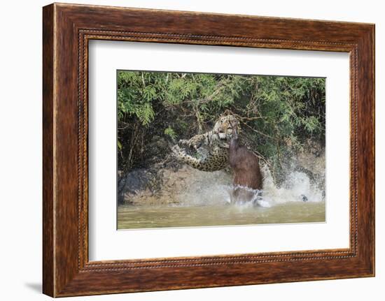 Jaguar (Panthera onca) male, hunting Capybara, Cuiaba River, Pantanal, Brazil-Jeff Foott-Framed Photographic Print