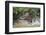 Jaguar (Panthera onca) male, hunting Capybara, Cuiaba River, Pantanal, Brazil-Jeff Foott-Framed Photographic Print