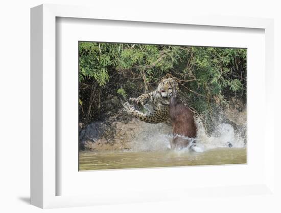 Jaguar (Panthera onca) male, hunting Capybara, Cuiaba River, Pantanal, Brazil-Jeff Foott-Framed Photographic Print