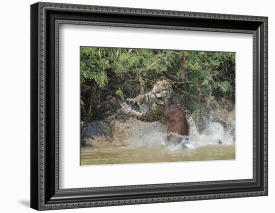 Jaguar (Panthera onca) male, hunting Capybara, Cuiaba River, Pantanal, Brazil-Jeff Foott-Framed Photographic Print