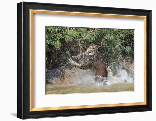 Jaguar (Panthera onca) male, hunting Capybara, Cuiaba River, Pantanal, Brazil-Jeff Foott-Framed Photographic Print