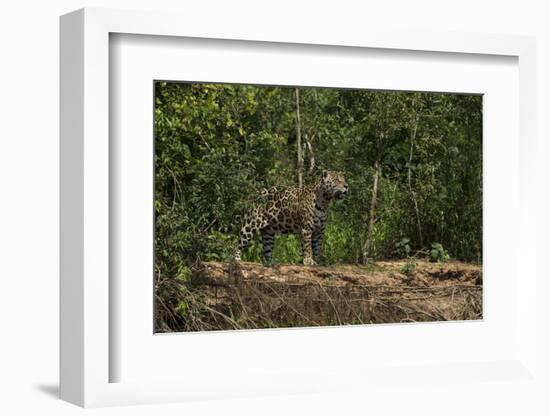 Jaguar (Panthera Onca) Male. Northern Pantanal, Mato Grosso, Brazil-Pete Oxford-Framed Photographic Print