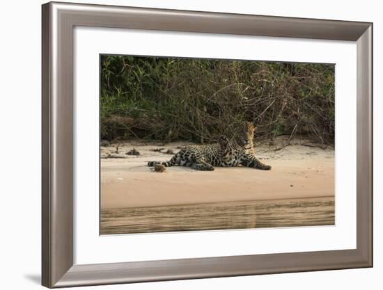 Jaguar (Panthera Onca) Male, Northern Pantanal, Mato Grosso, Brazil-Pete Oxford-Framed Photographic Print