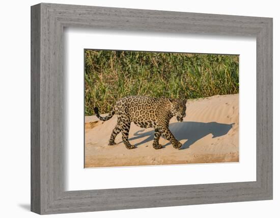 Jaguar (Panthera onca) male on riverbank, Cuiaba River, Pantanal, Brazil-Jeff Foott-Framed Photographic Print