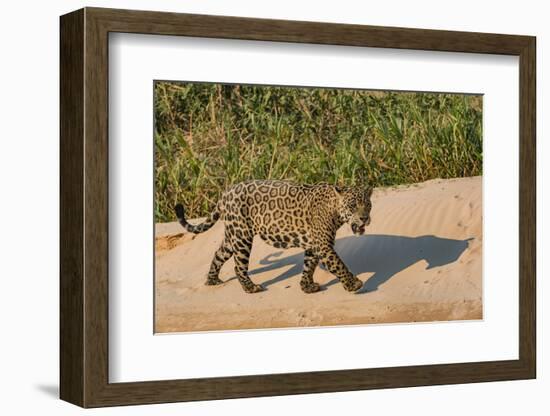 Jaguar (Panthera onca) male on riverbank, Cuiaba River, Pantanal, Brazil-Jeff Foott-Framed Photographic Print