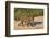 Jaguar (Panthera onca) male on riverbank, Cuiaba River, Pantanal, Brazil-Jeff Foott-Framed Photographic Print