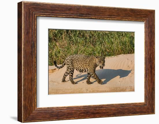 Jaguar (Panthera onca) male on riverbank, Cuiaba River, Pantanal, Brazil-Jeff Foott-Framed Photographic Print