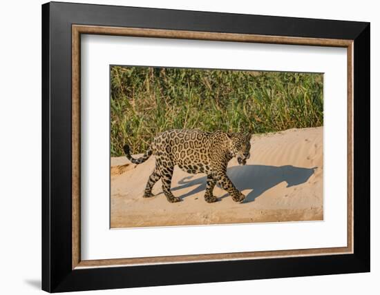 Jaguar (Panthera onca) male on riverbank, Cuiaba River, Pantanal, Brazil-Jeff Foott-Framed Photographic Print