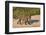 Jaguar (Panthera onca) male on riverbank, Cuiaba River, Pantanal, Brazil-Jeff Foott-Framed Photographic Print