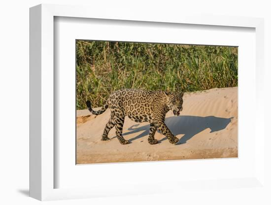 Jaguar (Panthera onca) male on riverbank, Cuiaba River, Pantanal, Brazil-Jeff Foott-Framed Photographic Print