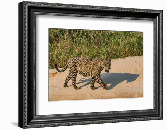 Jaguar (Panthera onca) male on riverbank, Cuiaba River, Pantanal, Brazil-Jeff Foott-Framed Photographic Print