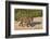 Jaguar (Panthera onca) male on riverbank, Cuiaba River, Pantanal, Brazil-Jeff Foott-Framed Photographic Print