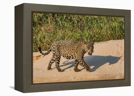 Jaguar (Panthera onca) male on riverbank, Cuiaba River, Pantanal, Brazil-Jeff Foott-Framed Premier Image Canvas