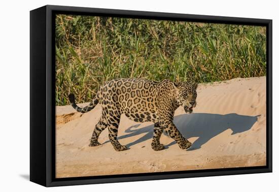 Jaguar (Panthera onca) male on riverbank, Cuiaba River, Pantanal, Brazil-Jeff Foott-Framed Premier Image Canvas