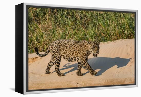 Jaguar (Panthera onca) male on riverbank, Cuiaba River, Pantanal, Brazil-Jeff Foott-Framed Premier Image Canvas