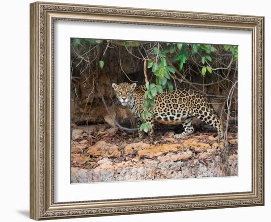 Jaguar (Panthera onca), Pantanal Wetlands, Brazil-null-Framed Photographic Print