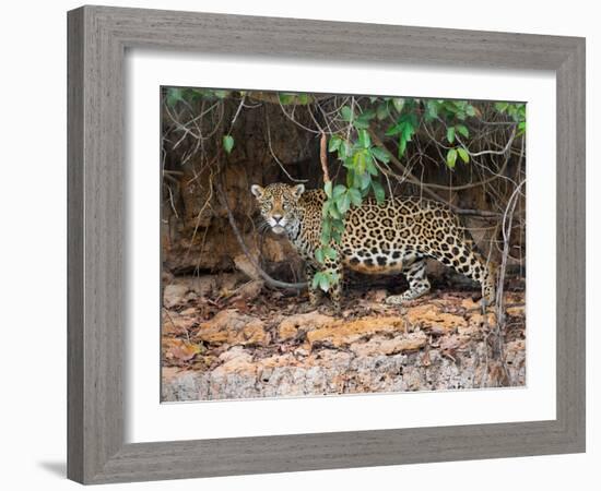 Jaguar (Panthera onca), Pantanal Wetlands, Brazil-null-Framed Photographic Print