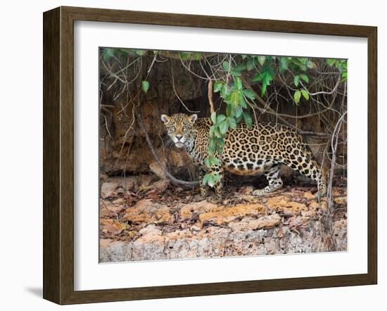 Jaguar (Panthera onca), Pantanal Wetlands, Brazil-null-Framed Photographic Print