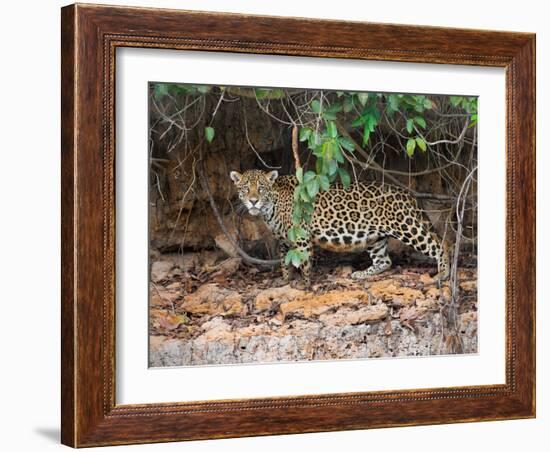 Jaguar (Panthera onca), Pantanal Wetlands, Brazil-null-Framed Photographic Print