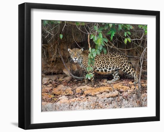 Jaguar (Panthera onca), Pantanal Wetlands, Brazil-null-Framed Photographic Print