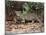 Jaguar (Panthera onca), Pantanal Wetlands, Brazil-null-Mounted Photographic Print