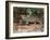 Jaguar (Panthera onca), Pantanal Wetlands, Brazil-null-Framed Photographic Print