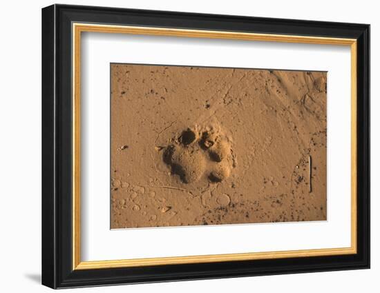 Jaguar (Panthera Onca) Tracks, Northern Pantanal, Mato Grosso, Brazil-Pete Oxford-Framed Photographic Print