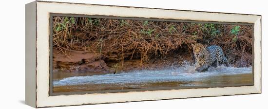 Jaguar (Panthera Onca) Walking in a Forest at Riverside, Cuiaba River-null-Framed Premier Image Canvas