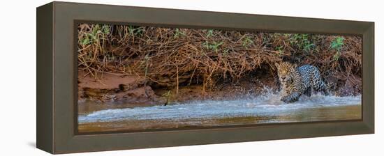 Jaguar (Panthera Onca) Walking in a Forest at Riverside, Cuiaba River-null-Framed Premier Image Canvas