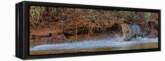 Jaguar (Panthera Onca) Walking in a Forest at Riverside, Cuiaba River-null-Framed Premier Image Canvas