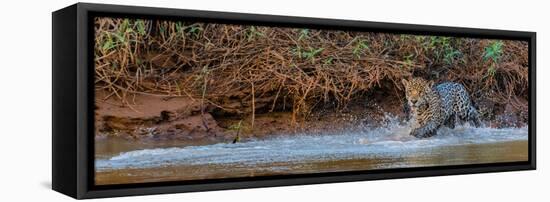 Jaguar (Panthera Onca) Walking in a Forest at Riverside, Cuiaba River-null-Framed Premier Image Canvas