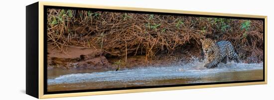 Jaguar (Panthera Onca) Walking in a Forest at Riverside, Cuiaba River-null-Framed Premier Image Canvas