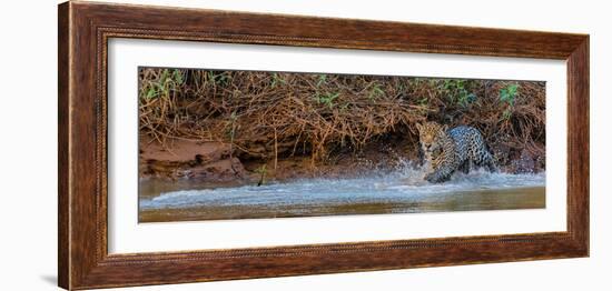 Jaguar (Panthera Onca) Walking in a Forest at Riverside, Cuiaba River-null-Framed Photographic Print