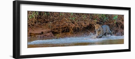 Jaguar (Panthera Onca) Walking in a Forest at Riverside, Cuiaba River-null-Framed Photographic Print