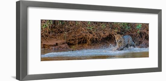 Jaguar (Panthera Onca) Walking in a Forest at Riverside, Cuiaba River-null-Framed Photographic Print