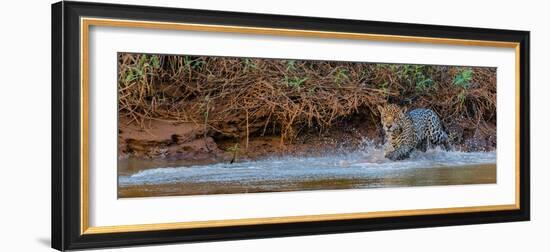 Jaguar (Panthera Onca) Walking in a Forest at Riverside, Cuiaba River-null-Framed Photographic Print