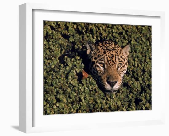 Jaguar Poking Its Head Through Plant Clogged Pool, Brazil-Dmitri Kessel-Framed Photographic Print