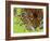 Jaguar Portrait, Costa Rica-Edwin Giesbers-Framed Photographic Print