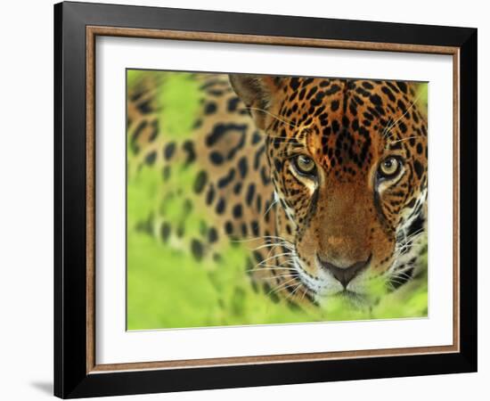 Jaguar Portrait, Costa Rica-Edwin Giesbers-Framed Photographic Print