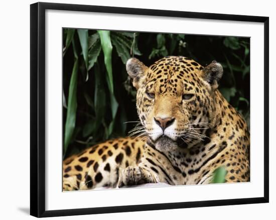 Jaguar Portrait, South America-Pete Oxford-Framed Photographic Print