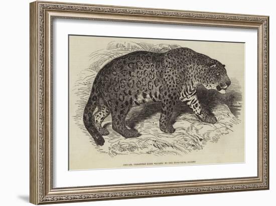 Jaguar, Presented by Her Majesty to the Zoological Society-null-Framed Giclee Print