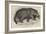 Jaguar, Presented by Her Majesty to the Zoological Society-null-Framed Giclee Print