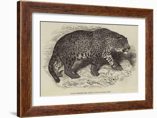 Jaguar, Presented by Her Majesty to the Zoological Society-null-Framed Giclee Print